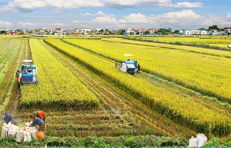 Chính sách miễn, giảm thuế SDĐNN là giải pháp có tác động lớn, quan trọng góp phần thực hiện chủ trương, quan điểm của Đảng và Nhà nước về nông nghiệp. Ảnh: ST