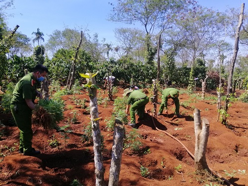 Đắk Lắk: 1500 cây cần sa trong rẫy vắng