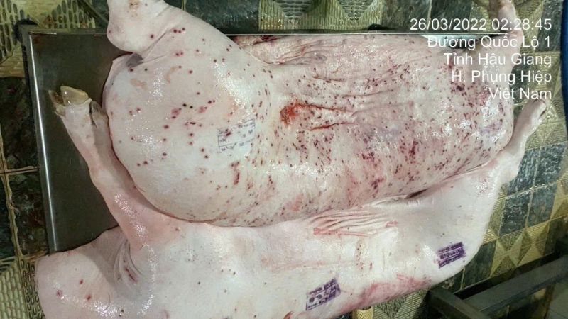 Công ty C.P Việt Nam bị tố bán thịt lợn bệnh: Bộ Nông nghiệp và Môi trường đề nghị Bộ Công an điều tra