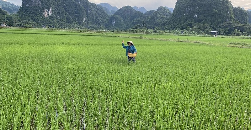 Nông dân các địa phương trên địa bàn tỉnh Thanh Hóa đang tập trung xuống đồng chăm sóc cho cây trồng