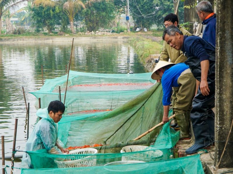 Tỉnh Thanh Hóa chú trọng kiểm tra các cơ sở sản xuất, kinh doanh thức ăn thủy sản và sản phẩm xử lý, cải tạo môi trường nuôi trồng thủy sản.