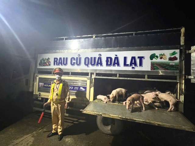 Ngụy trang xe vận chuyển củ quả để đưa heo mắc dịch tả Châu Phi đi tiêu thụ